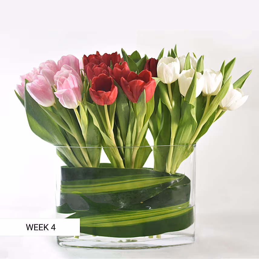 Charm Of Tulips