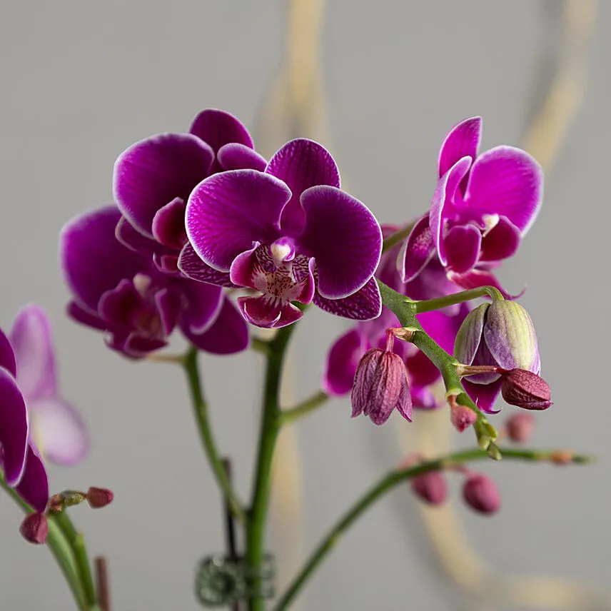 Dual Stem Orchid Plant with Chocolates