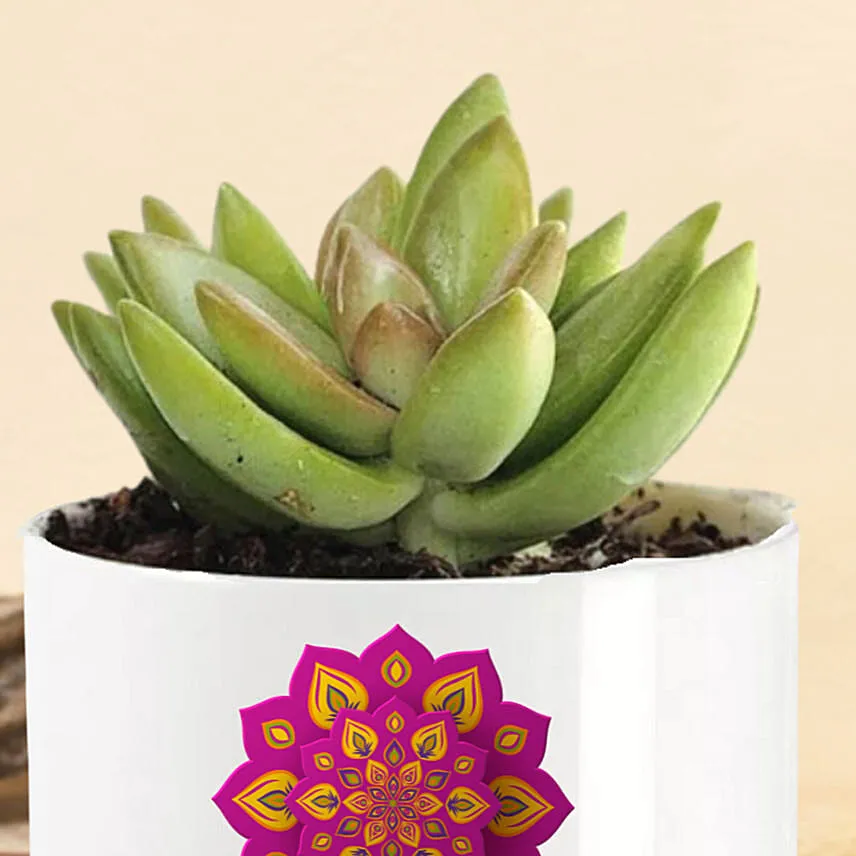 Shubh Diwali Echeveria Plant