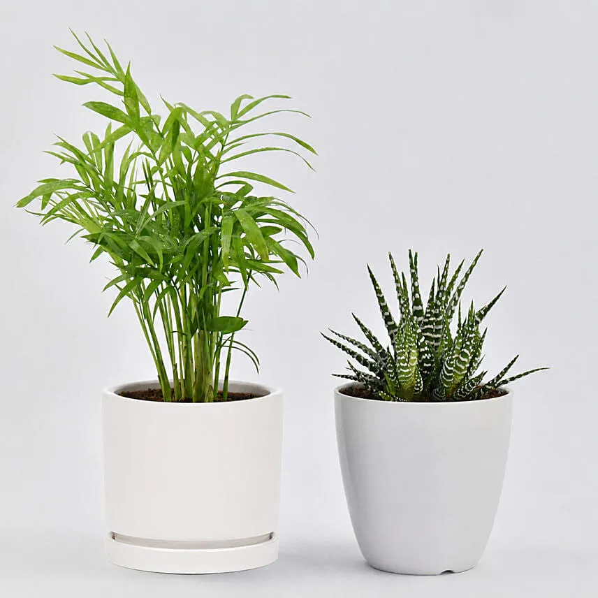 Chamadorea and Haworthia in Pots
