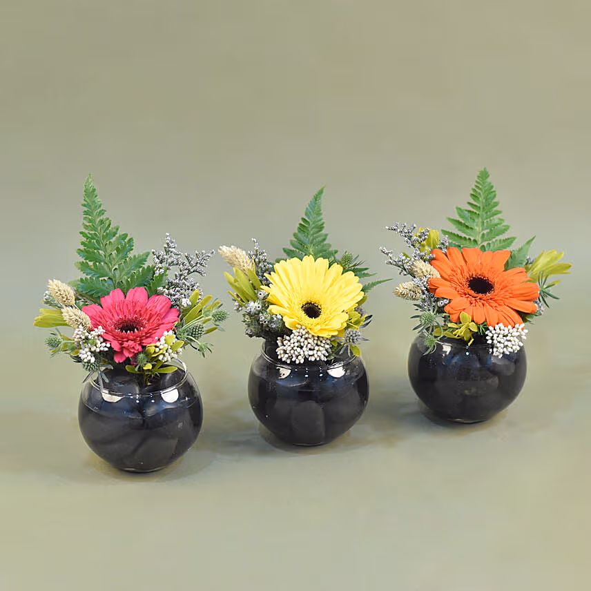 Gerberas Fish Bowl Vase Trio