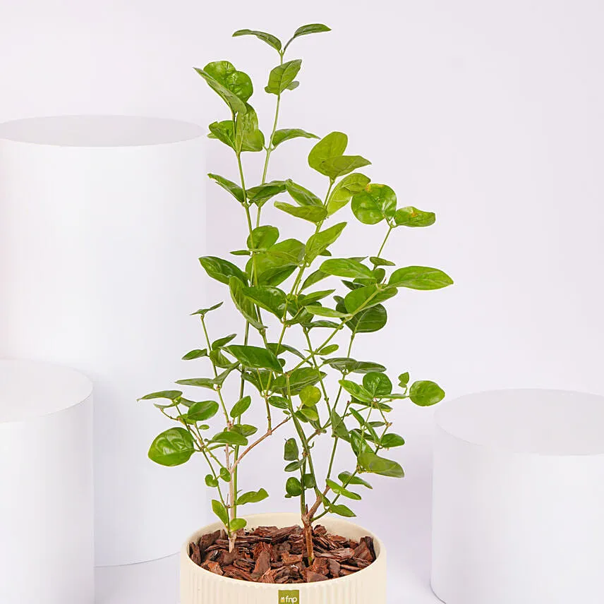 Jasmine Flowering Plant