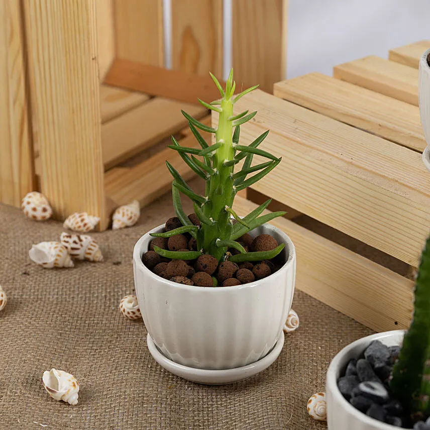 Set of 3 Small Cactuses