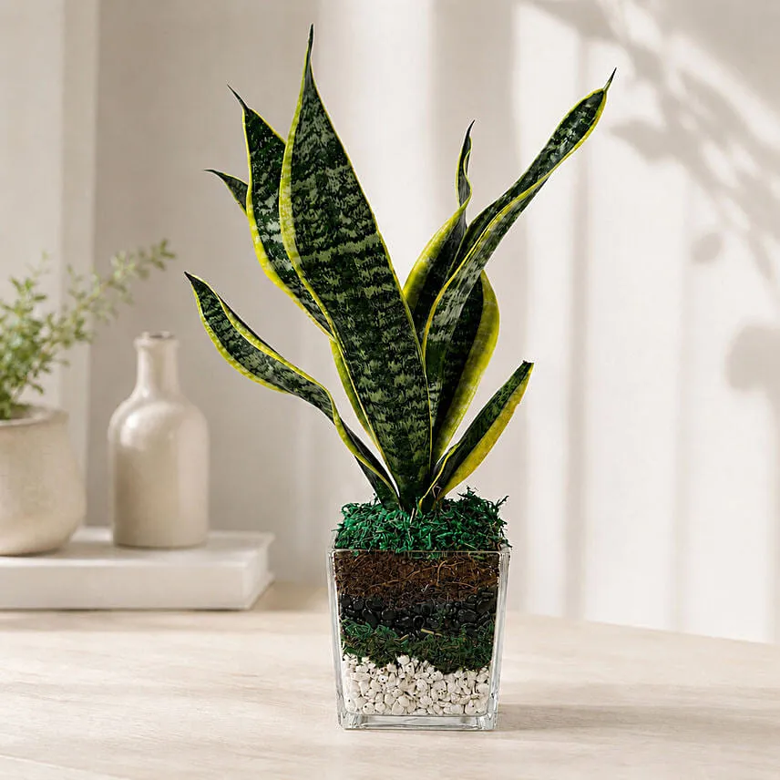 Sanseaveria Green Compacta Plant 3 Glass Terrarium