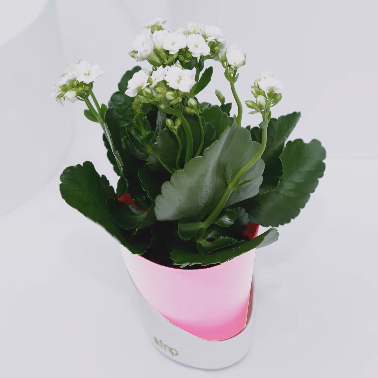 Elegant Kalanchoe Plant in Stylish Conical Pot - Perfect for Indoor & Outdoor Decor