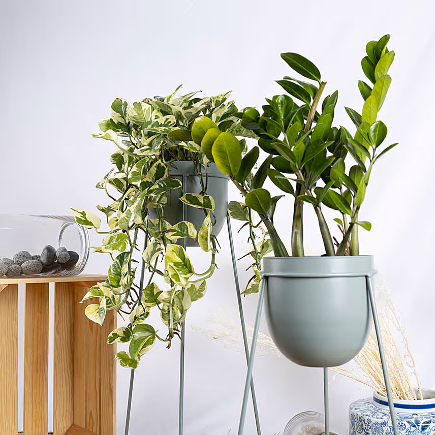 Joy Pothos and ZZ Plant Stand