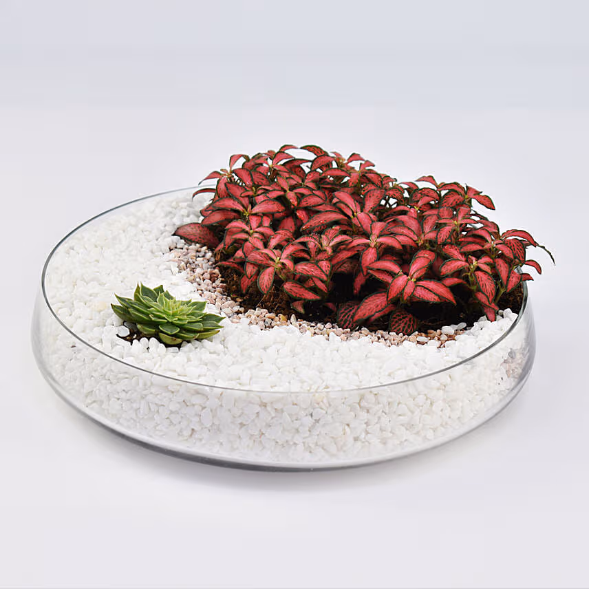 Crescent Moon Dish Garden