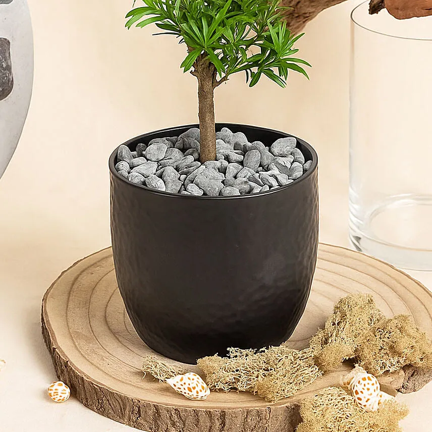 Bonsai Buddhist Pine Plant