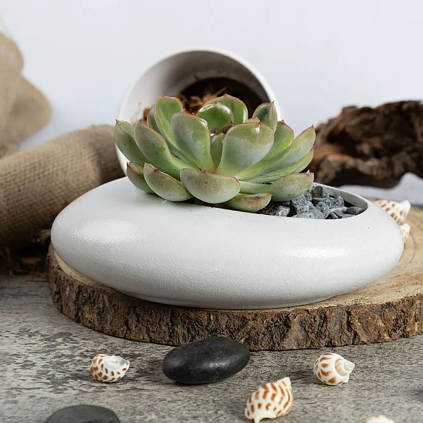 Echeveria Beauty Plants