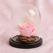 Graceful Pink Forever Rose - Flowers