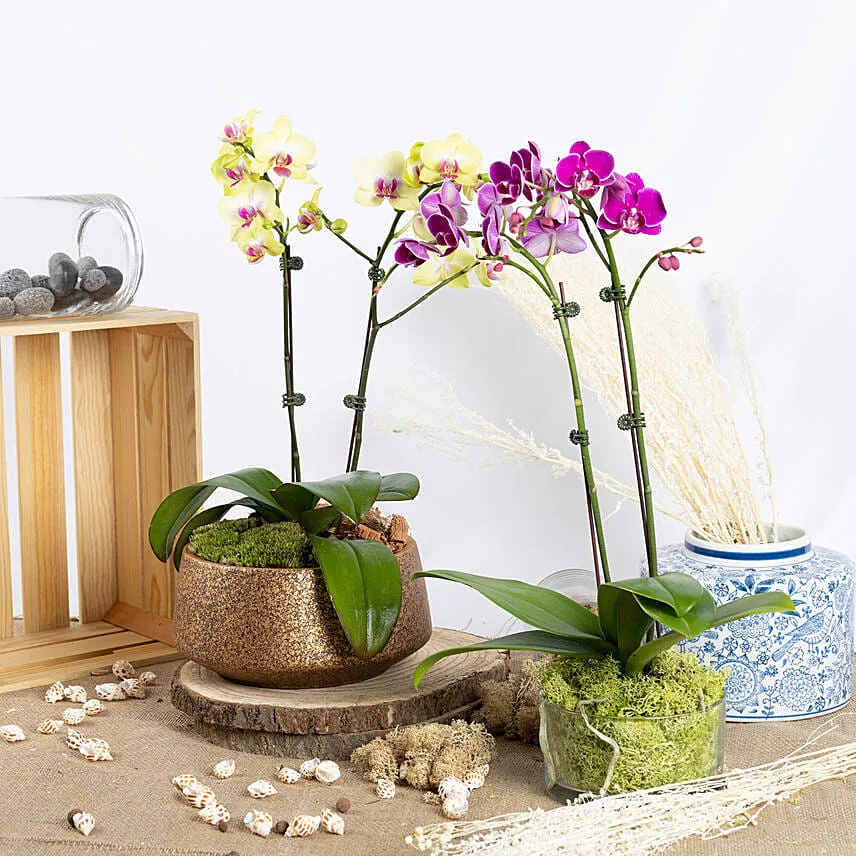 Yellow and Purple Phalaenopsis Plants
