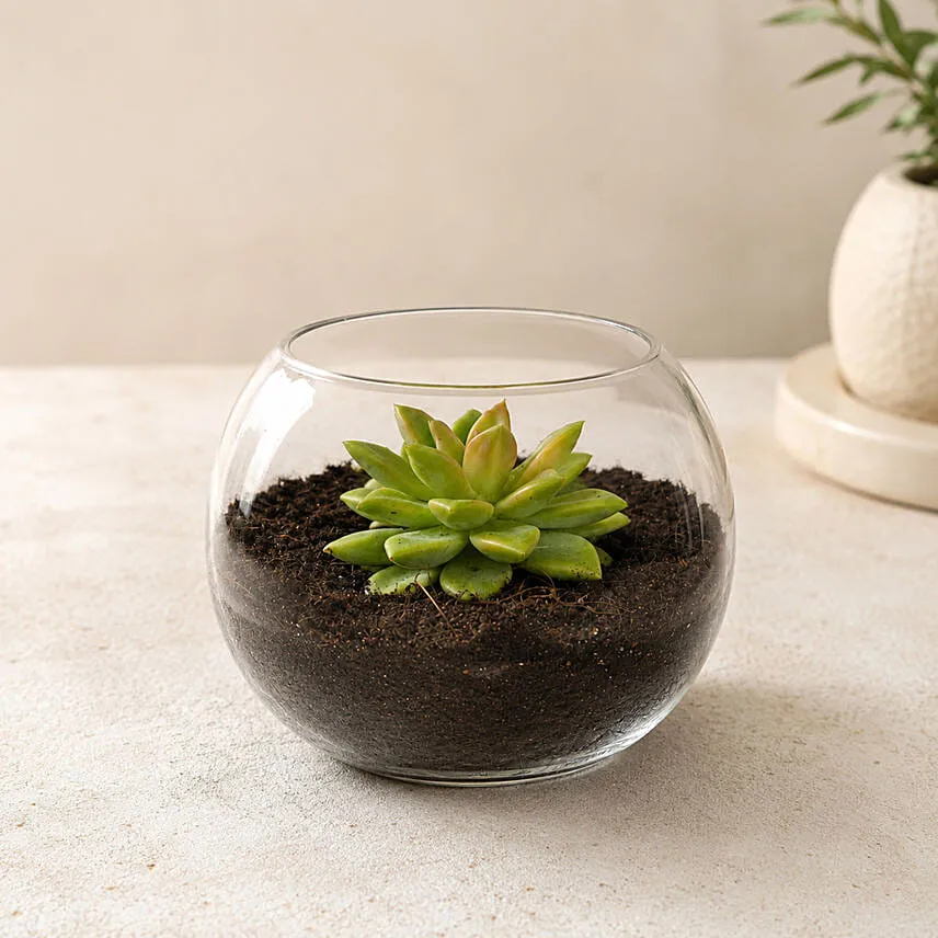 Green Echeveria in Fish Bowl