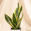 Father's Day Special: Evergreen Sansevieria with Elegant Glass Vase