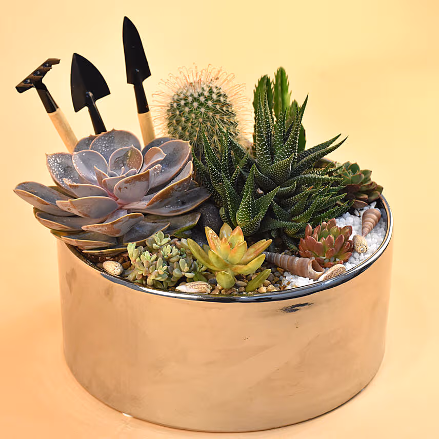 Mini Succulent Garden Container