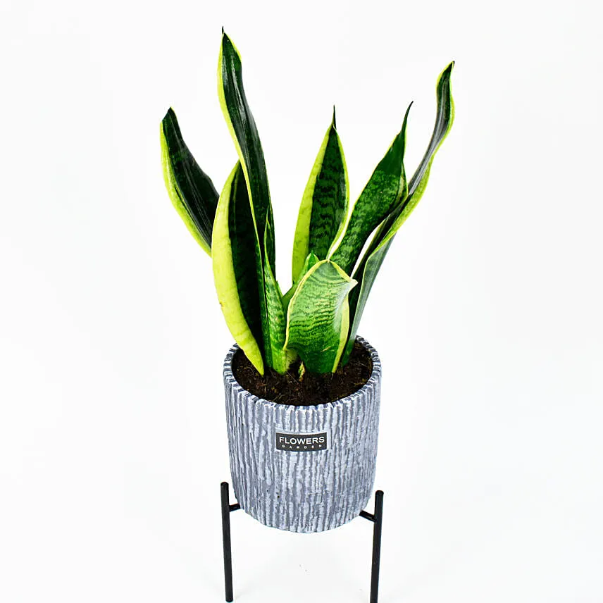Sanseveria Air Purifying Plant