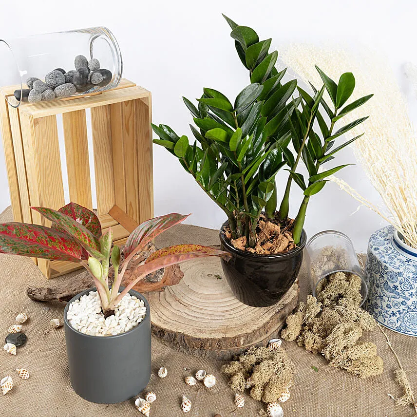 Red Aglaonema and ZZ Plant