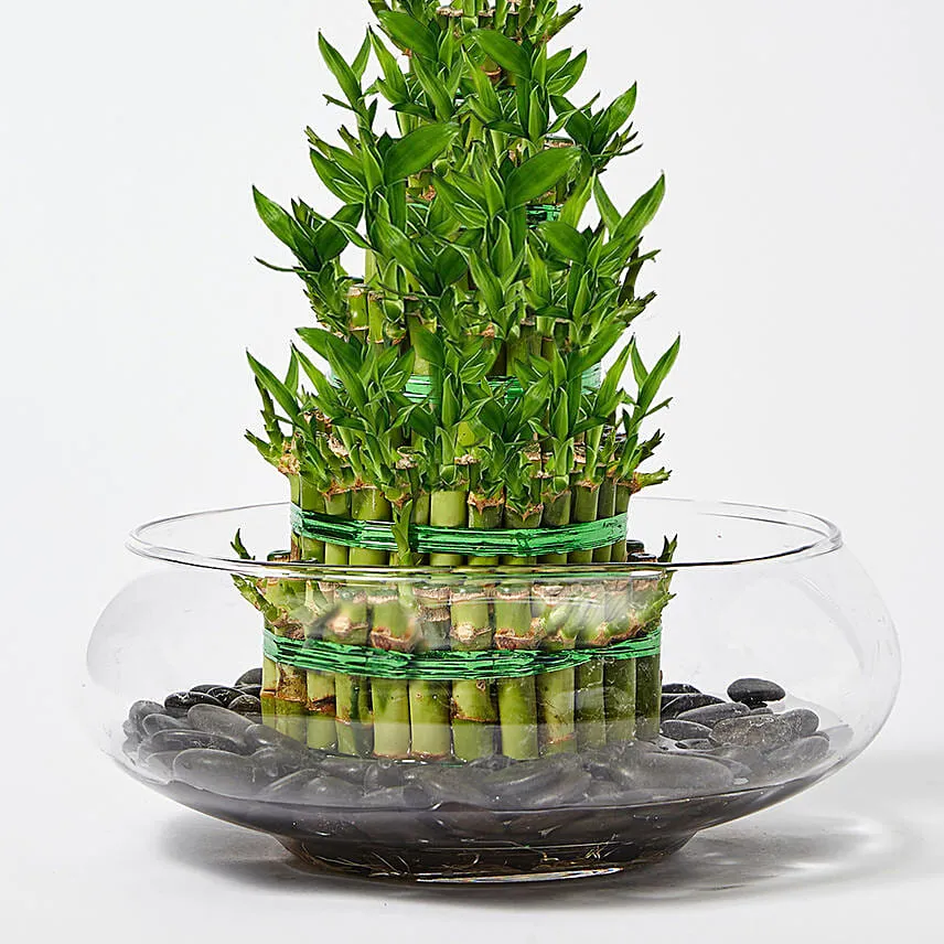 5 Layer Lucky Bamboo in Glass Bowl
