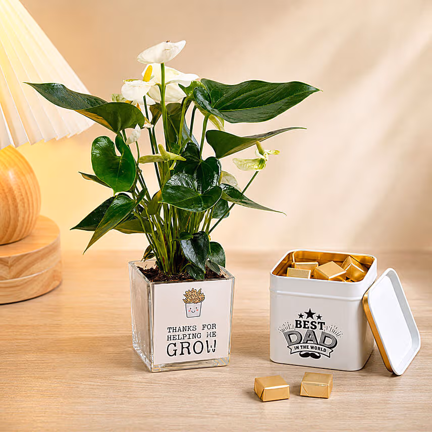 White Anthurium Plant & Chocolate Gift Set for Dad