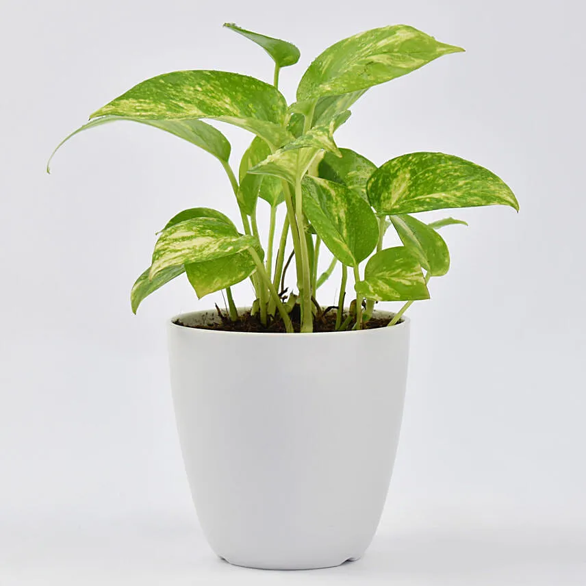 Money Plant in Designer Pot
