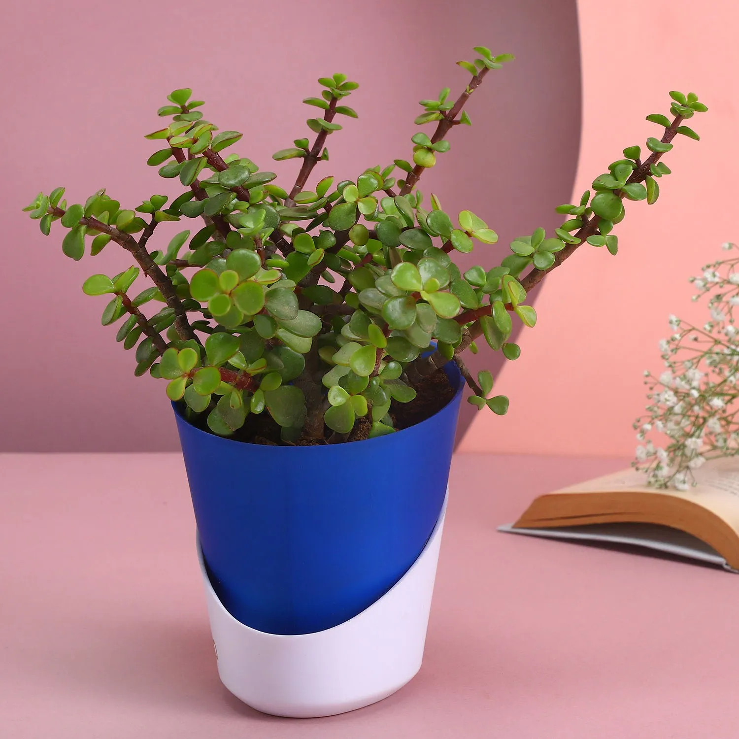 Elegant Natural Jade Plant in Self-Watering Conical Planter