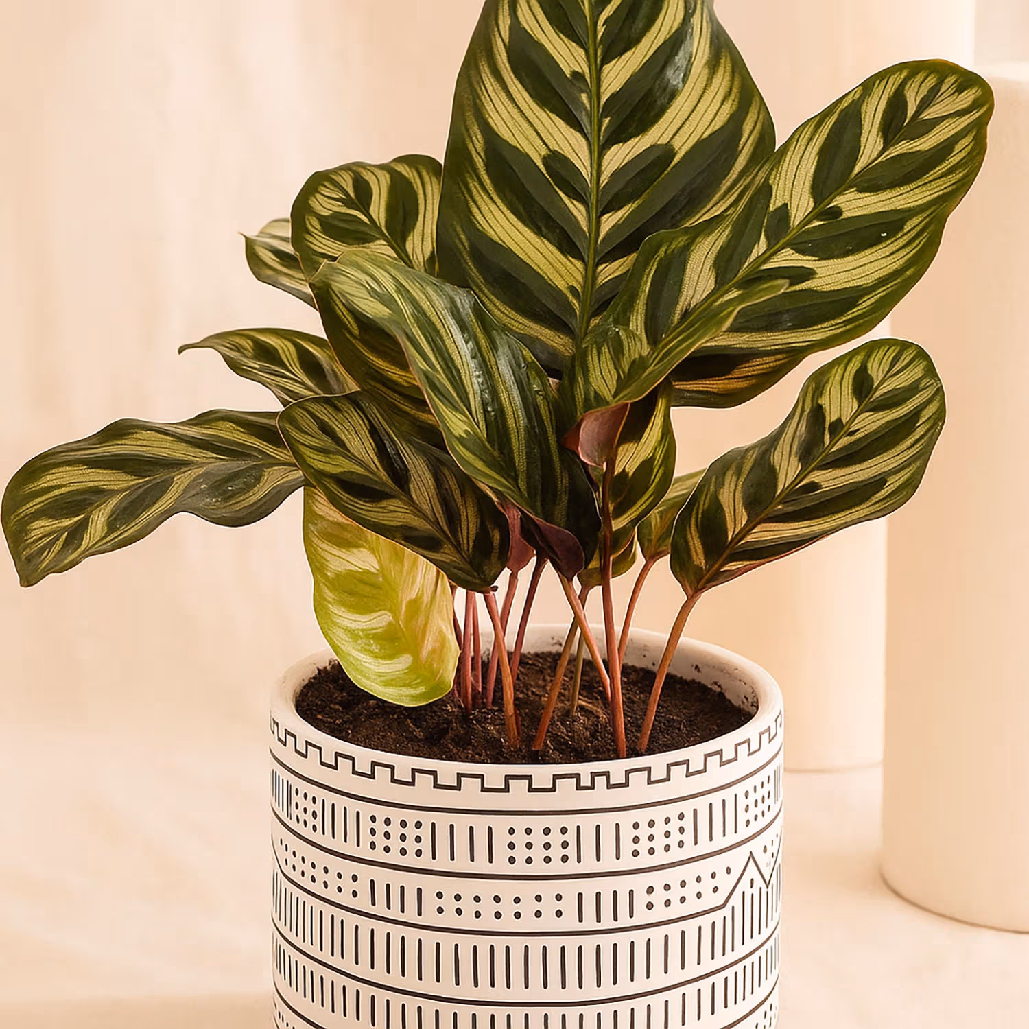 Calathea Plant in Otantik Brown Vase