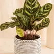 Calathea Plant in Otantik Brown Vase