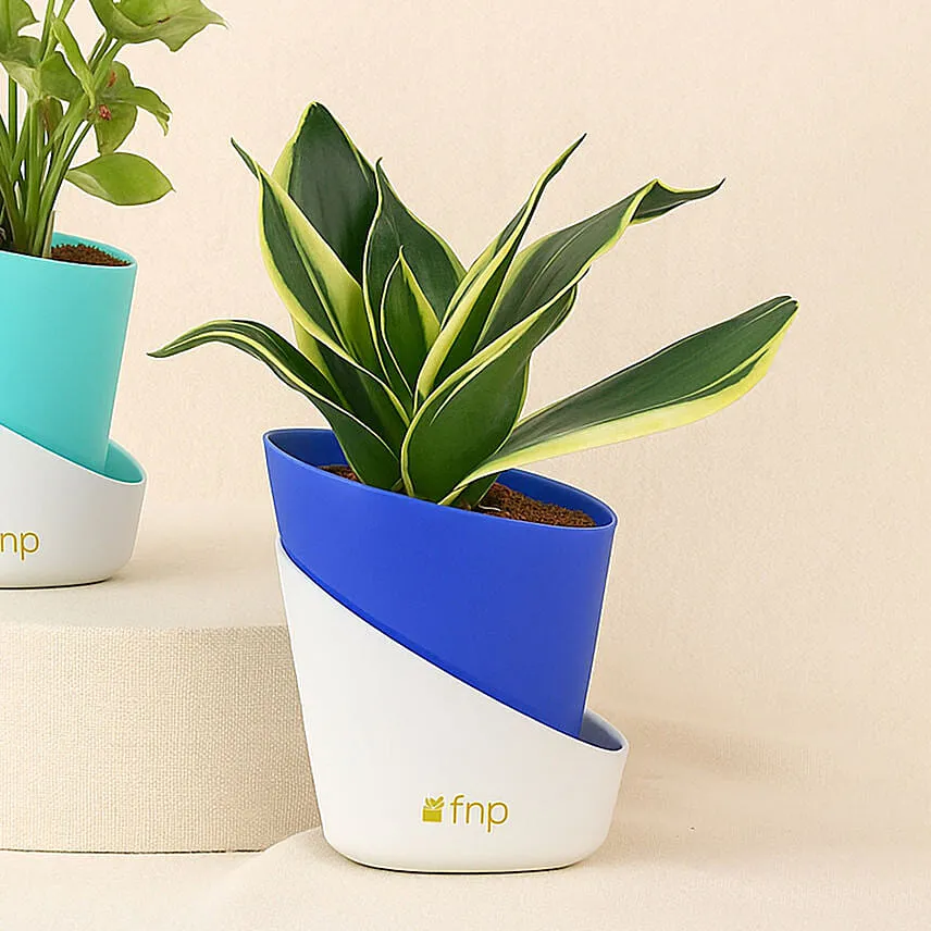 Abundance Plant Duo