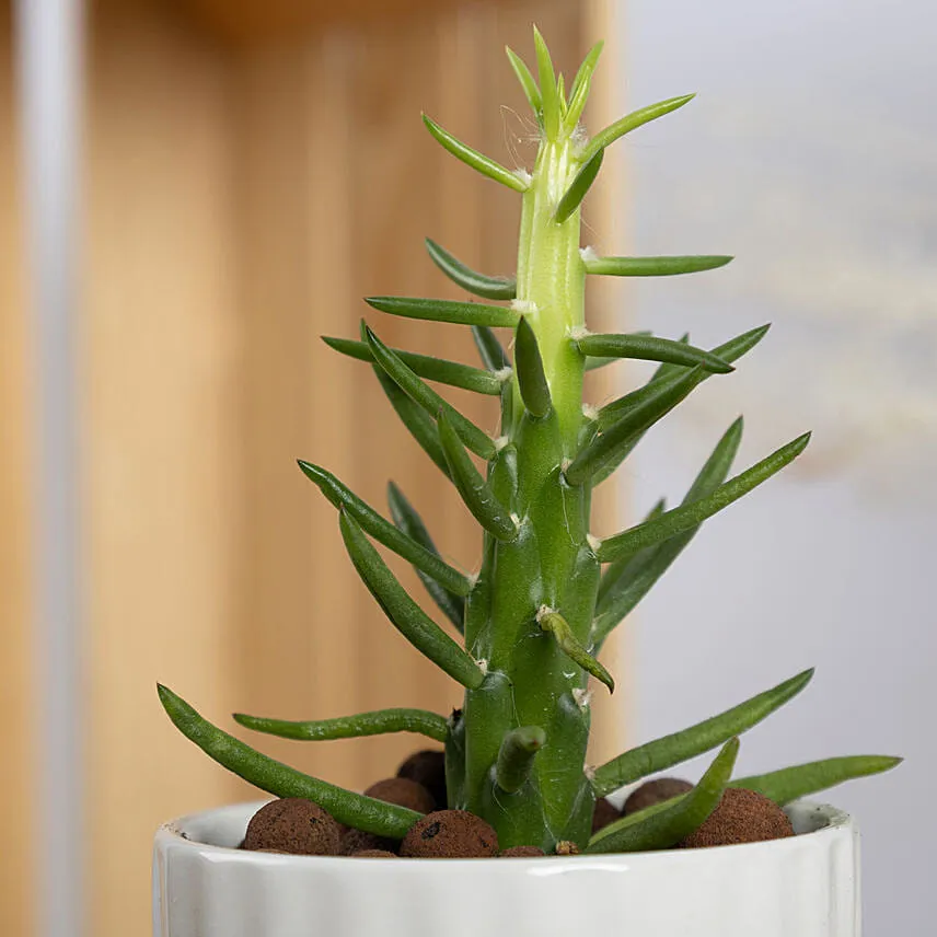 Set of 3 Small Cactus