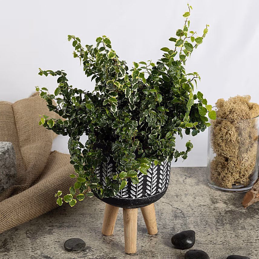 Golden Pothos and Ficus White Sunny Duo
