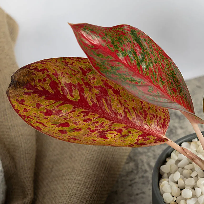 Red Aglaonema Plant in a Pot