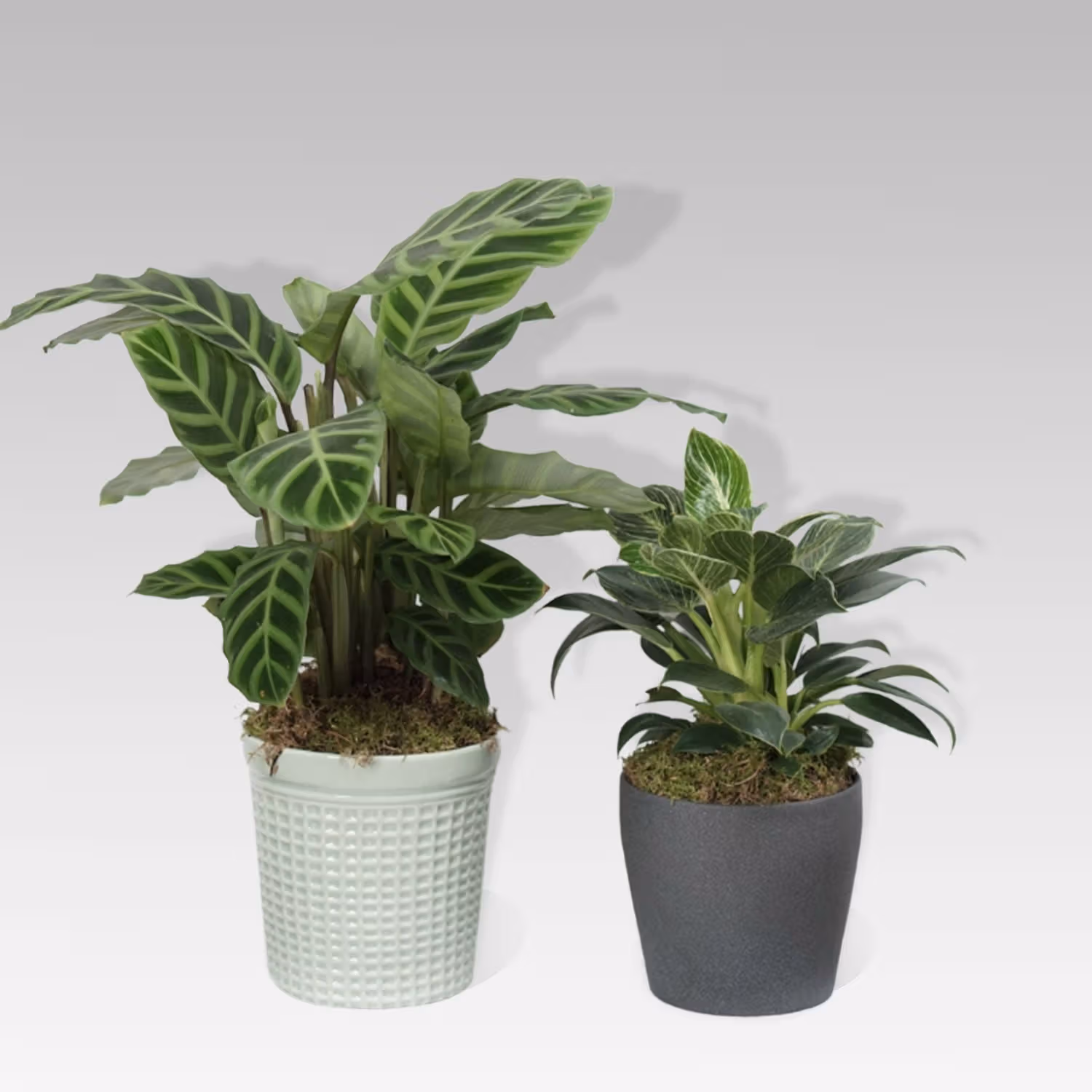 Calathea & Dieffenbachia Camillia Plant Combo