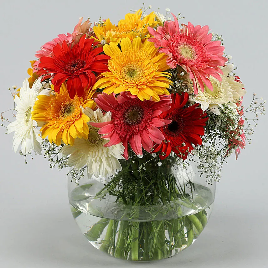 4 Classy Mix Of Gerbera Blossoms