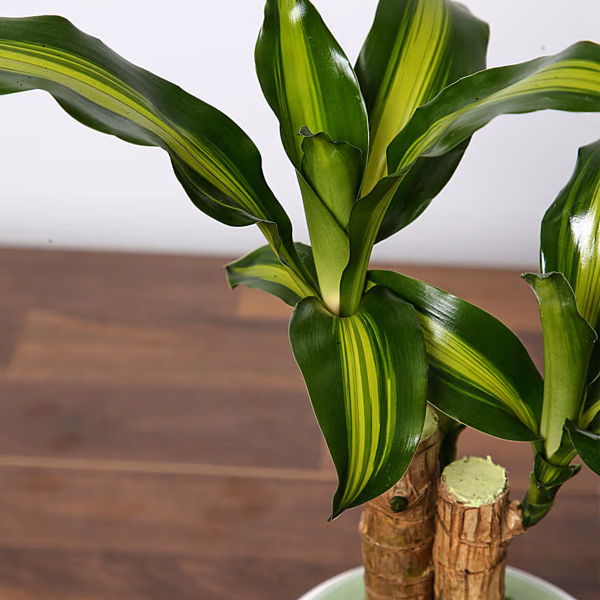 Massangeana Plant In Ceramic Pot
