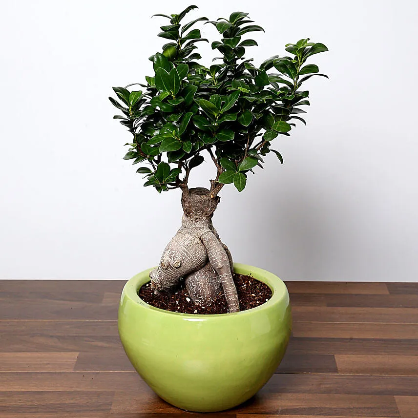 Handcrafted Solid Buddha Decorative Showpiece With Bonsai Plant