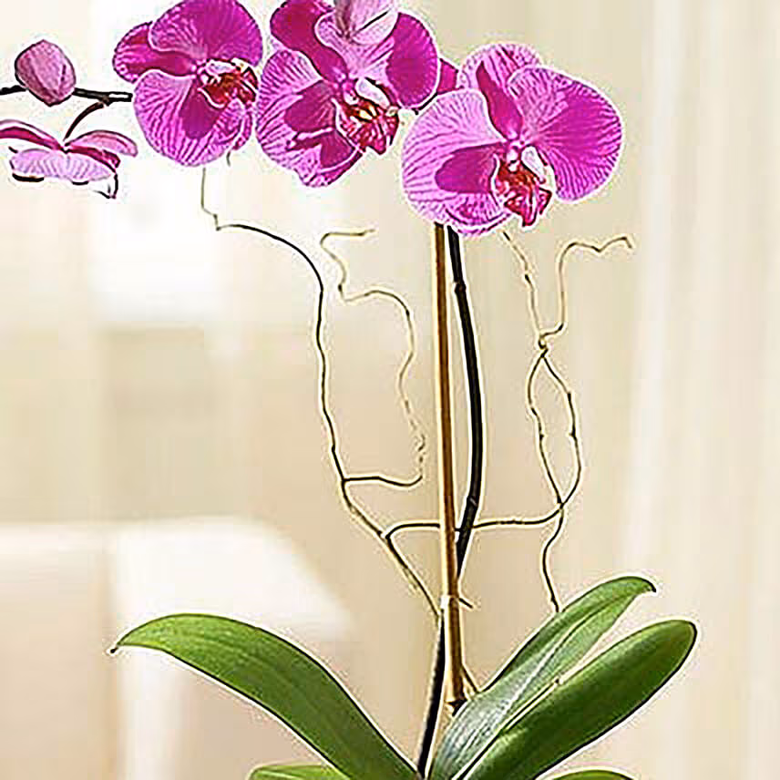 Pleasant Purple Orchid Plant