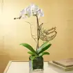 Elegant White Orchid in Glass Vase with Ramadan Kareem Topper