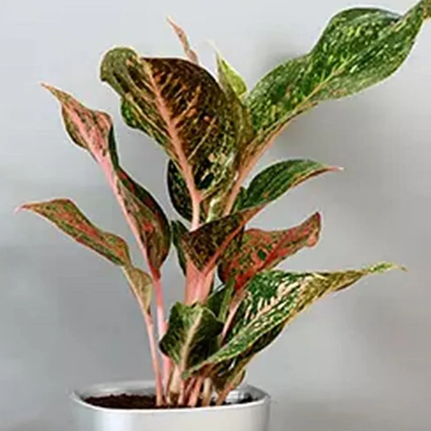 Pink Aglaonema Plant in Silver Plastic Plant