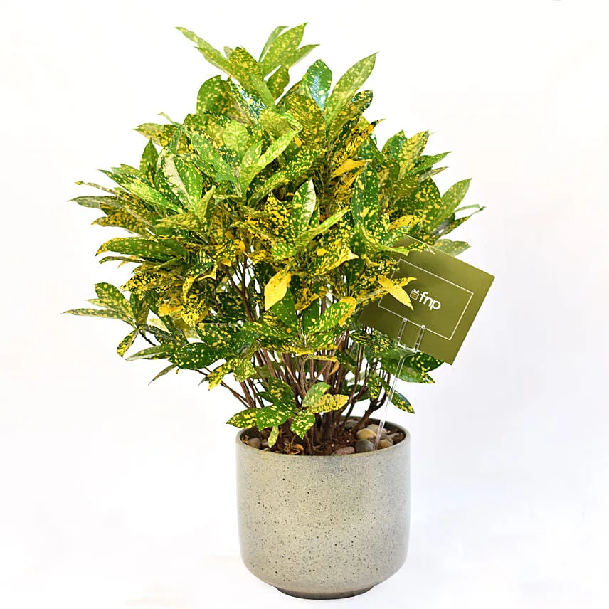 Attractive Graden Croton Plant