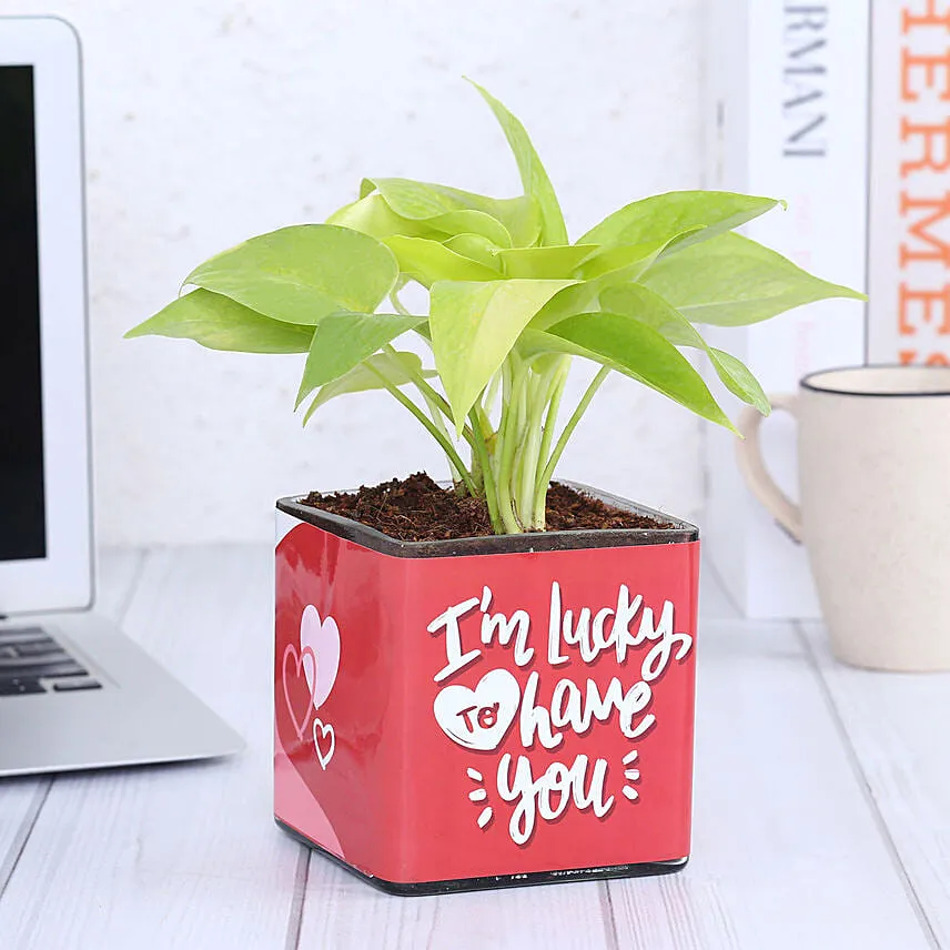 Money Plant In Lucky To Have You Glass Pot Hand Delivery