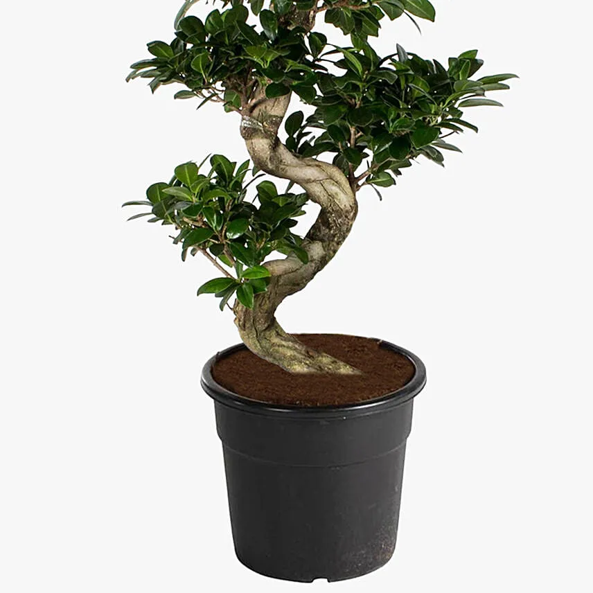 S Shaped Ficus Plant 80Cm