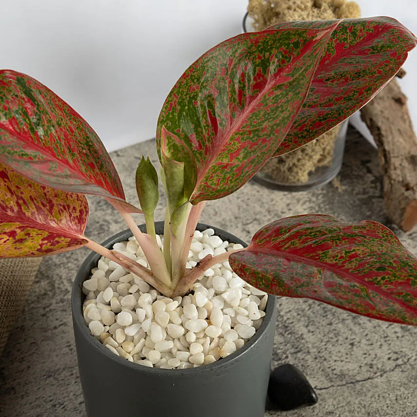 Red Aglaonema Plant in a Pot