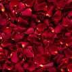 Rose Petals