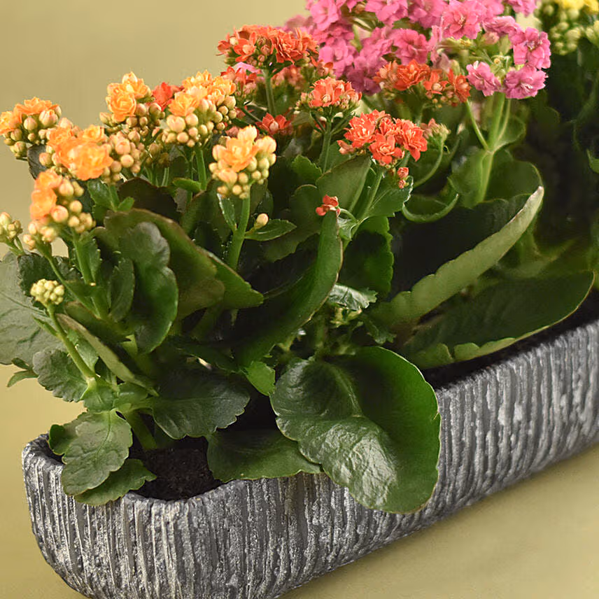 Colourful Kalanchoe Plant In Grey Vase