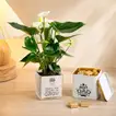 Father's Gift with Plant and Chocolate
