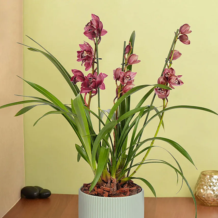 Cymbidium Charm
