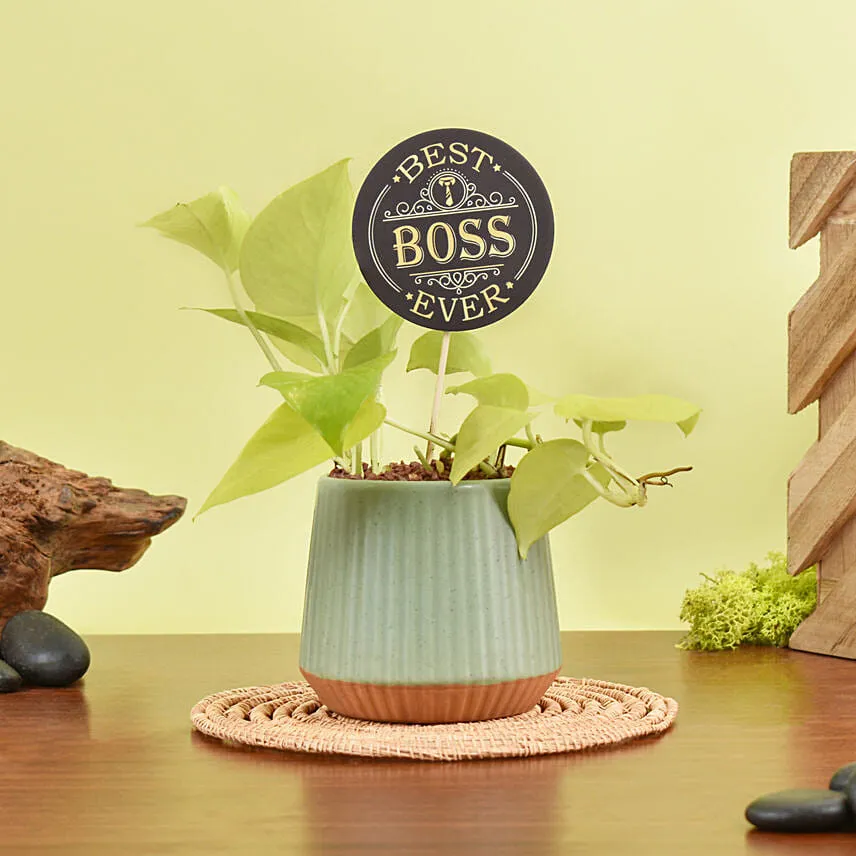 Golden Pothos Plant With Best Boss Tag