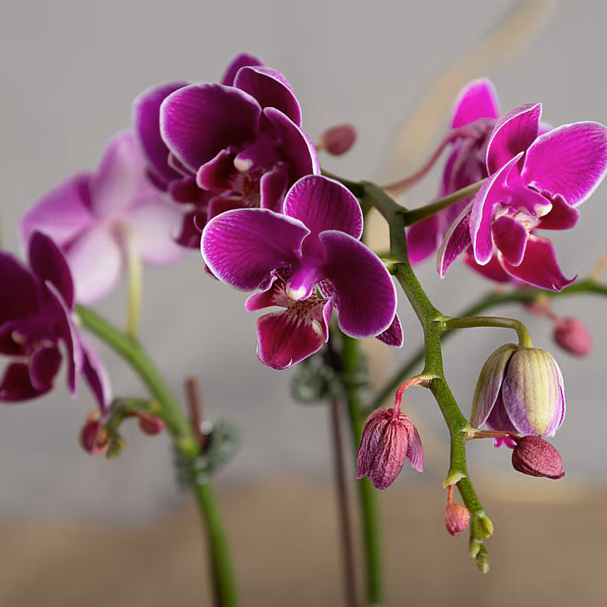Dual Stem Purple Orchid with Premium Chocolates