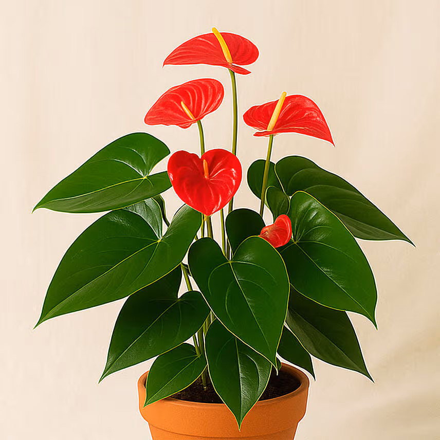 Blooming Anthurium Plant In Round Red Pot