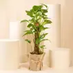 نباتات داخلية | أصيص نبات المال