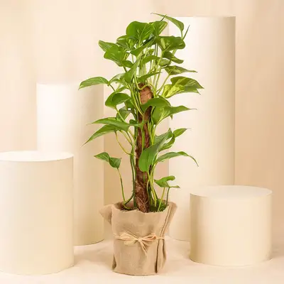 نباتات داخلية | أصيص نبات المال